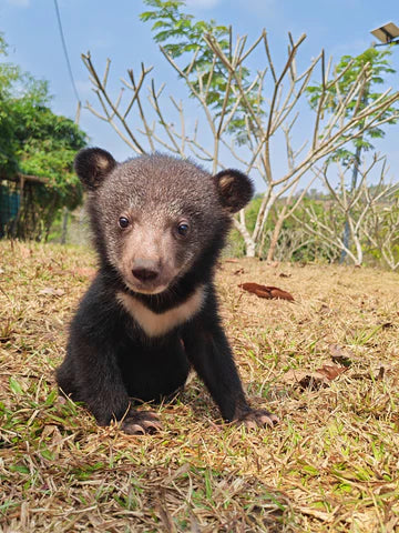 Donate your teddy bear to help a real bear!
